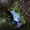 Used to illustrate a lecture about synaesthesia, entitled "The Frog That Croaked Blue," for Guerilla Science. June 06 2008.
