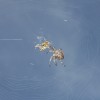 60 Spider vs. Bee. The spider won. September 15 2008.