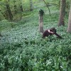 71 My friend and web support manager Jack, gathering wild garlic near his cottage in the Cotswolds. May 10 2009.