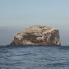 Bass Rock, off the coast of Scotland, is home to the largest single colony of gannets and is the site of the ruins of a 16th-century prison which was the inspiration behind Robert Louis Stevenson's Catriona. Published in the Globe and Mail's travel section, July 9 2010.