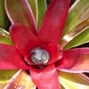 Bromeliad A bromeliad in Westmount Greenhouse in Montreal. May 3 2006.