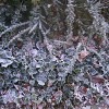 Frost Fresh frost on ivy at six in the morning in the far west corner of London, England, near the new Wembley Stadium. November 19 2005.