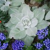 One of many beautiful floral displays on show at Allan Gardens on a cold March day. One of a set of four photos published in The Varsity, March 14 2005.
