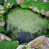 A pool of calm water in one of Allan Garden's waterways. One of a set of four photos published in The Varsity, March 14 2005.