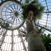 In the central dome of the Allan Gardens greenhouses this palm tree reaches for the sky. One of a set of four photos published in The Varsity, March 14 2005.
