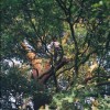 Up a Tree My friend Darien Davis, arboreal expert, up a tree on Hampstead Heath in London. July 12 2003.