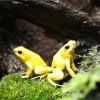 Yellow poison frogs at the London zoo, gram for gram, the most lethal vertebrate on earth. Published in The Globe and Mail, June 14 2008.